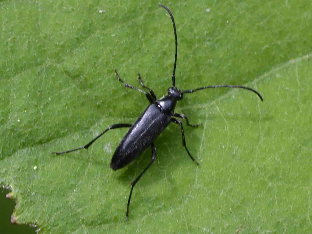Pedostrangalia revestita, f.ma melanica, Cerambycidae